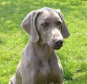 CH. Loup Gris de la Cour Estelle des brumes des bois